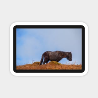 Wild Welsh Pony Magnet