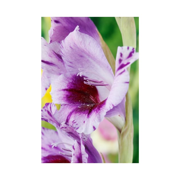 Gladiolus  'Passos' by chrisburrows