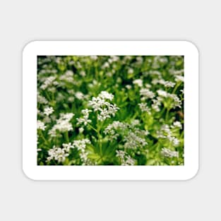 Tender woodruff flower Magnet