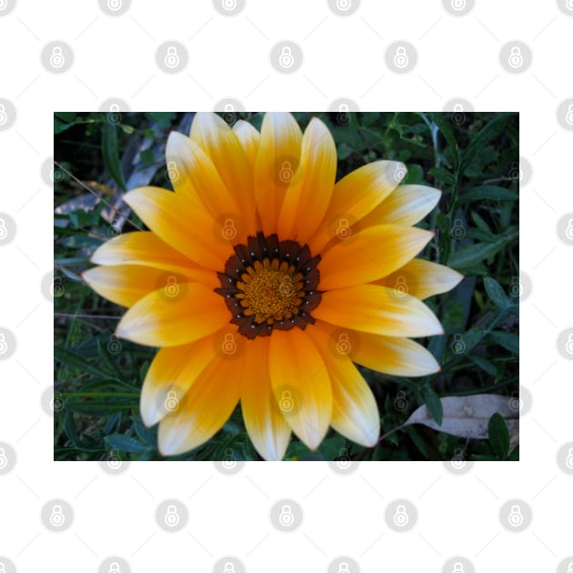 Gazania 13 by Heatherian