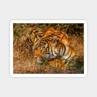 Wild Bengal Tiger Magnet