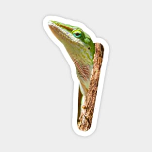 Peeping Green Anole Magnet