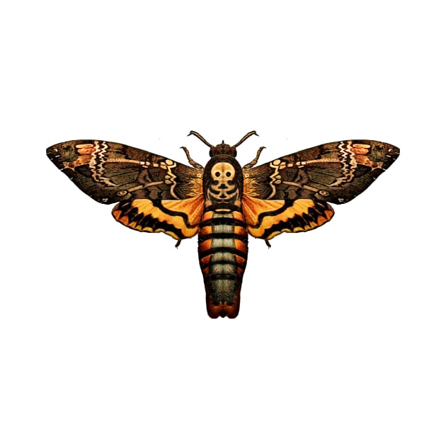 Deaths Head Hawk Moth by wildtribe