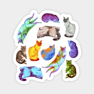 Different colored exotic domestic cats Magnet