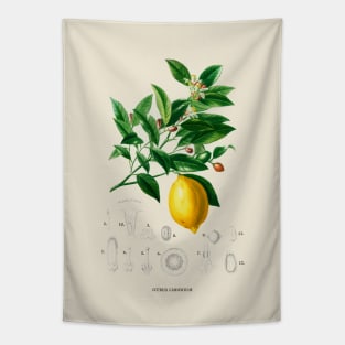 Lemon Antique Botanical Illustration Tapestry