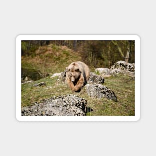 Bär / Swiss Artwork Photography Magnet