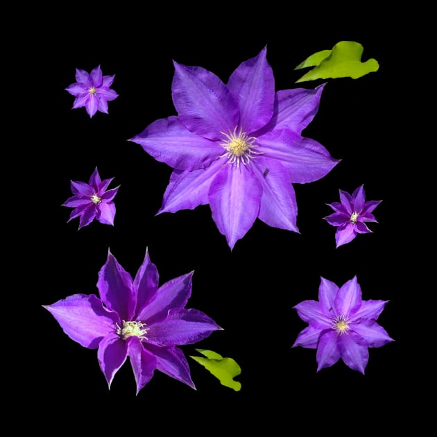 Purple Clematis Flower Grouping by Moonlit Midnight Arts