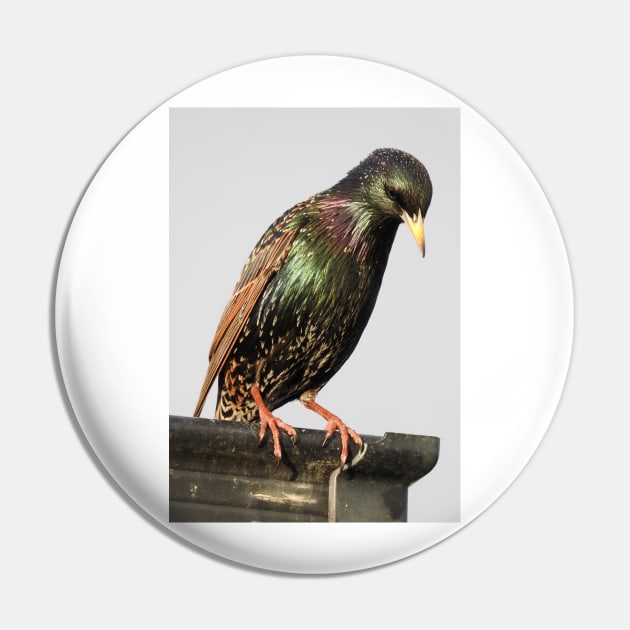 Starling Pin by kirstybush