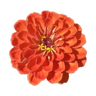 Orange Zinnia flower T-Shirt