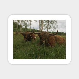 Scottish Highland Cattle Bulls 1469 Magnet