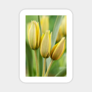 Tulipa urumiensis  Iran tulip  Miscellaneous Group Tulip Magnet