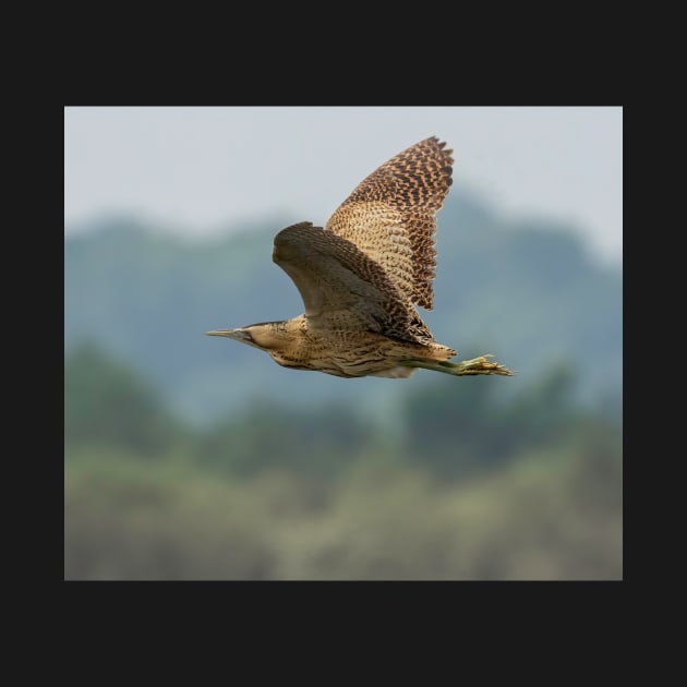 Bittern in flight in the UK by Itsgrimupnorth