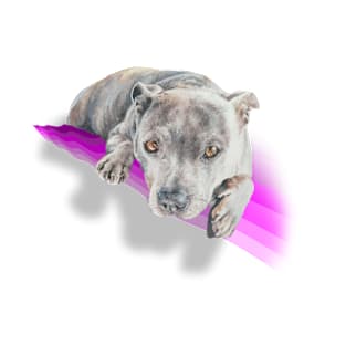 Beautiful blue staffie terrier on a rainbow pink wave! T-Shirt