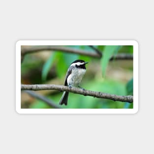 Black-capped Chickadee Perched On A Branch Magnet