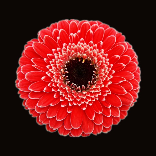 Red Gerbera by FictionalRed