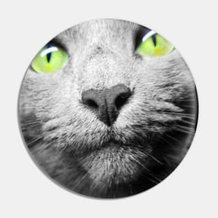 Amazing picture of gray cat with green eyes Pin