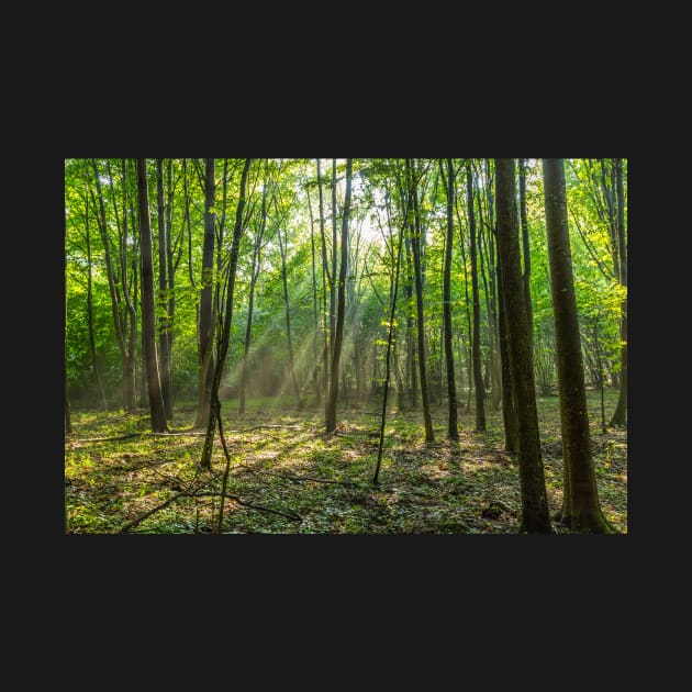 Rays of light in the forest by naturalis