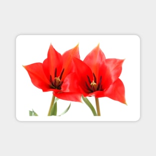 Tulipa linifolia  Flax-leaved tulip  Miscellaneous tulip Magnet