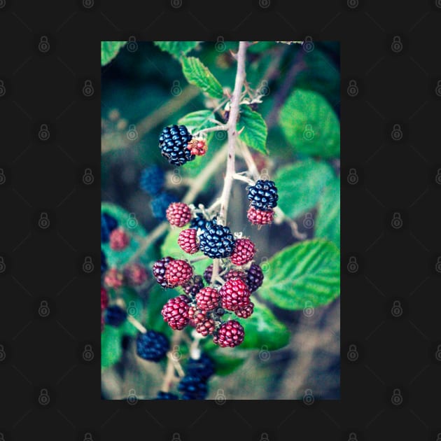 Ripening Blackberries by InspiraImage