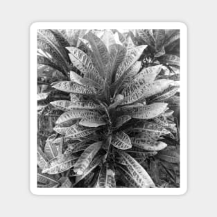 Black and white Crotons Magnet