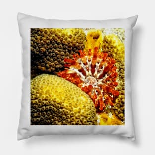 Rare Orange Tipped Corallimorph Anemone along the Coral Reef Pillow