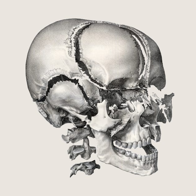 Vintage Science, Antique Human Anatomy Skull by MasterpieceCafe