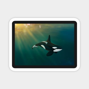 Orca underwater sunset scene Magnet