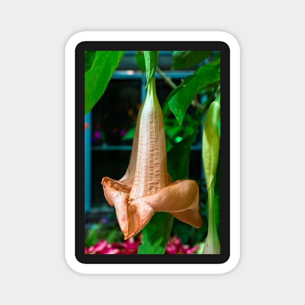 Brugmansia (Angel's trumpet) Magnet by thadz