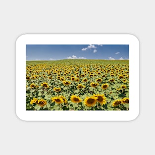 Sunflower field in the summer Magnet