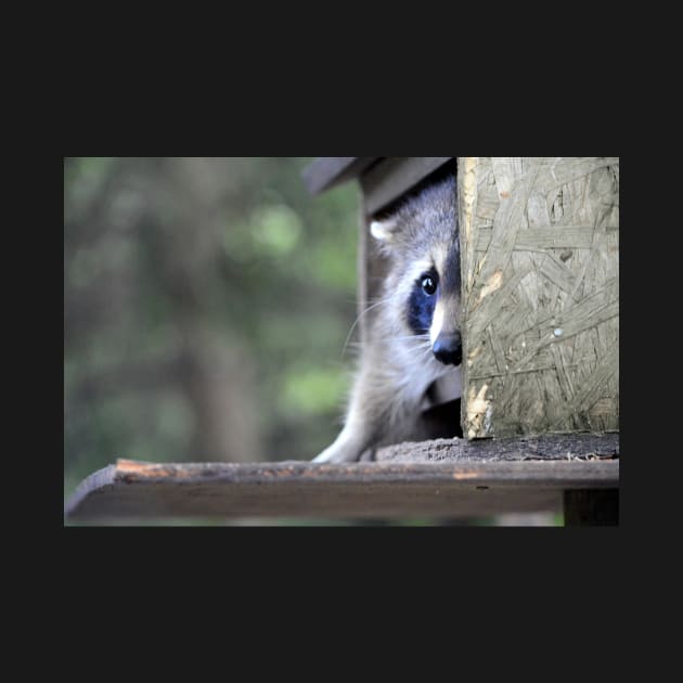 Raccoon in bird feeder (again) tsk! tsk! by LaurieMinor