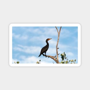 Double-crested Cormorant Perched On a Tree Branch Magnet