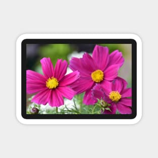 Garden Cosmos or or Mexican aster Magnet