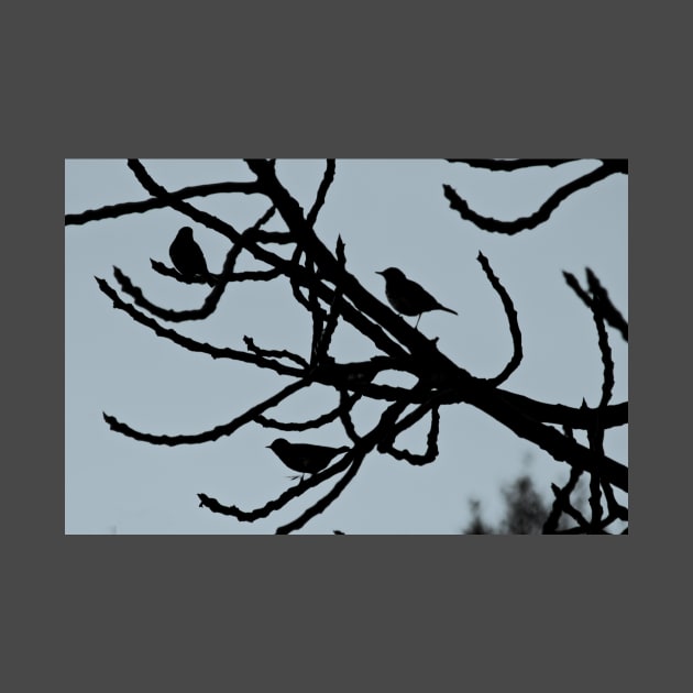 Sparrows Birds Tree Bare Branches Silhouette by oknoki