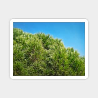 green pine branches Magnet