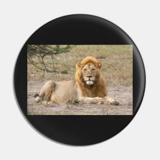 African Lion: Adult Male, Tanzania Pin