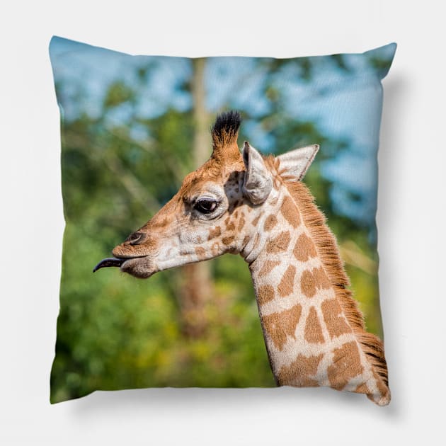 Rothschild Giraffe sticking out tongue Pillow by Russell102