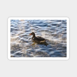 Duck on a Lake Magnet