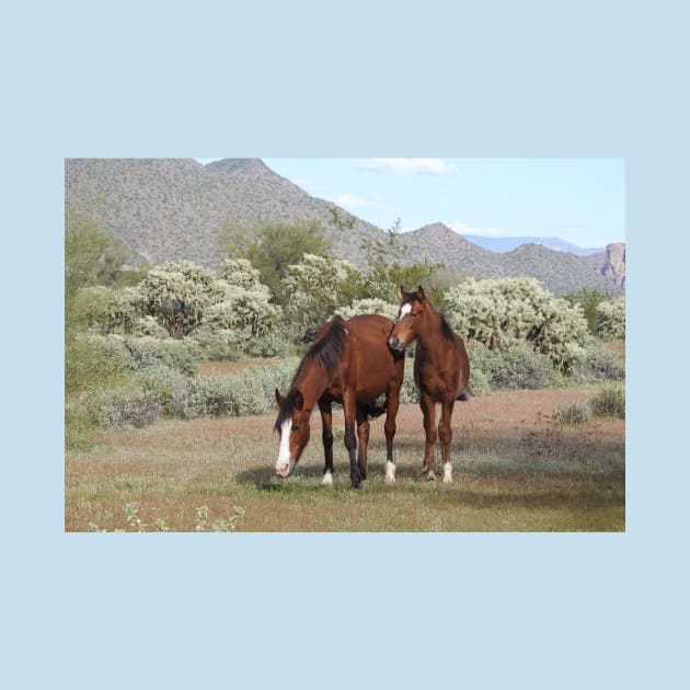 Wild horses, salt river, Sonoran desert, Arizona, wildlife gifts by sandyo2ly