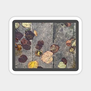 rainy autumn leaves Magnet