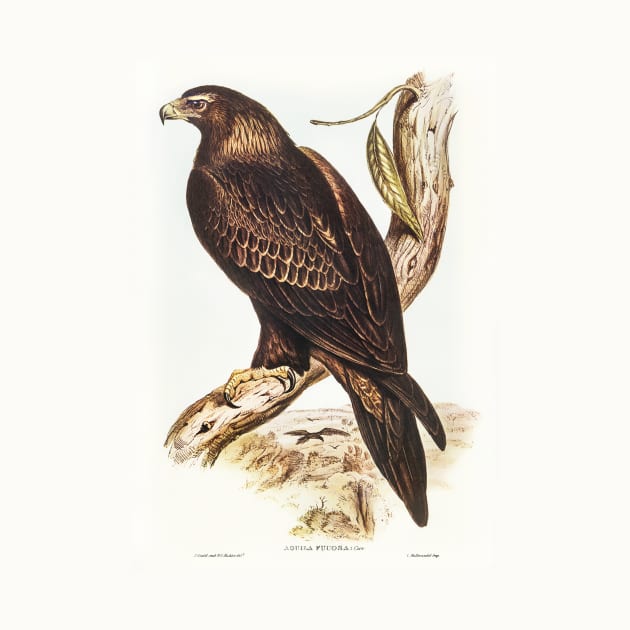 Wedge-tailed Eagle by WAITE-SMITH VINTAGE ART