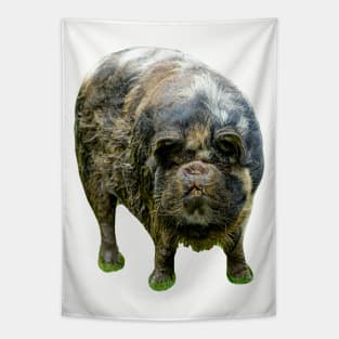 KuneKune just looking at You Tapestry