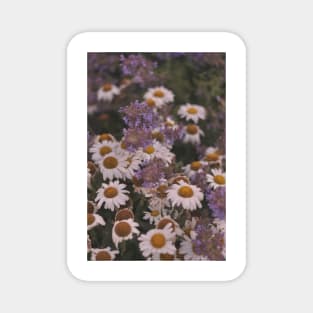 Field of daisies/camomile Magnet