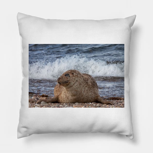 A common seal at Portgordon Scotland Pillow by dianecmcac