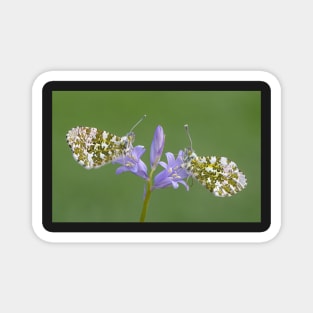 Two Orange Tip Butterflies on a Bluebell Flower Magnet