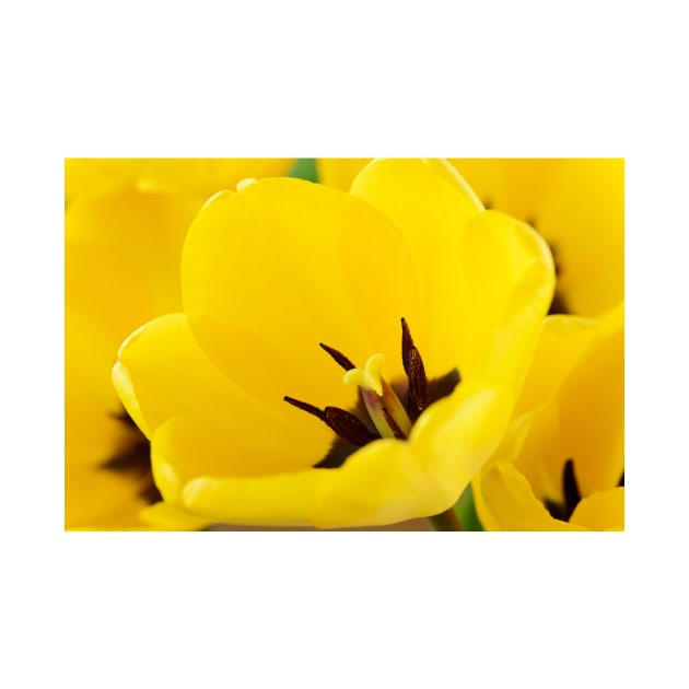 Tulipa  'Golden Apeldoorn' Darwin Hybrid Group  Tulip by chrisburrows
