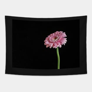 Pink Gerbera with Black Background Tapestry