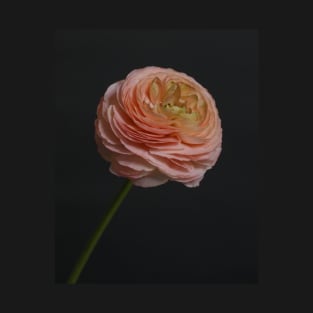 Pink Ranunculus T-Shirt