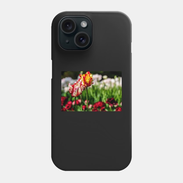 tulips Phone Case by rollier