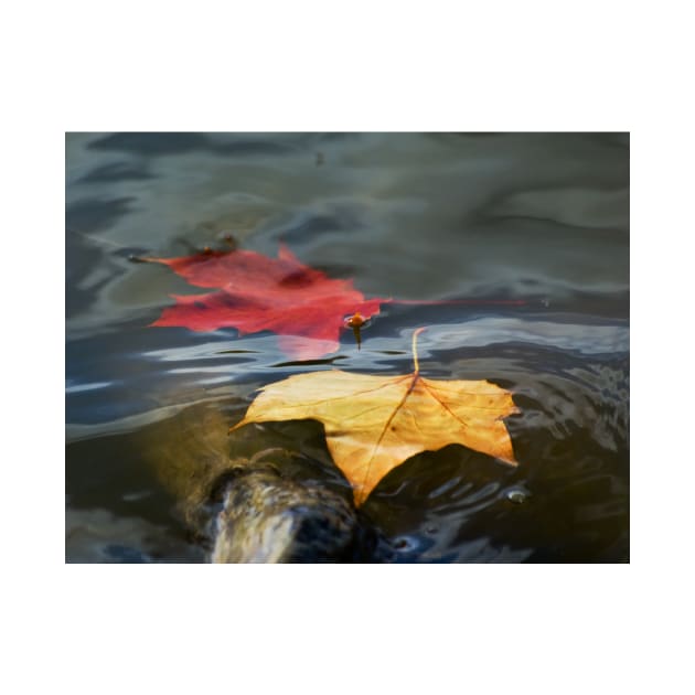 Autumn Floating Leaves by Nigdaw