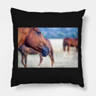 Mysteries of the equine mind Pillow